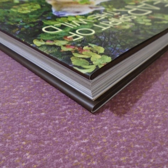 NATIONAL GEOGRAPHIC, BEAR: SPIRIT OF THE WILD. SPIRIT BEARS, GRIZZLIES, POLAR... - Picture 6 of 14